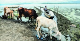 El agro costeño busca alternativas frente a El Niño