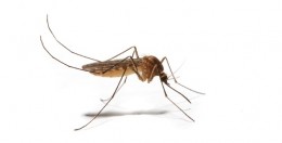 Distrito confirma 10 casos «sospechosos» de virus zika en Barranquilla