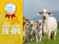 ¿Cómo obtener mi certificación en BPA?